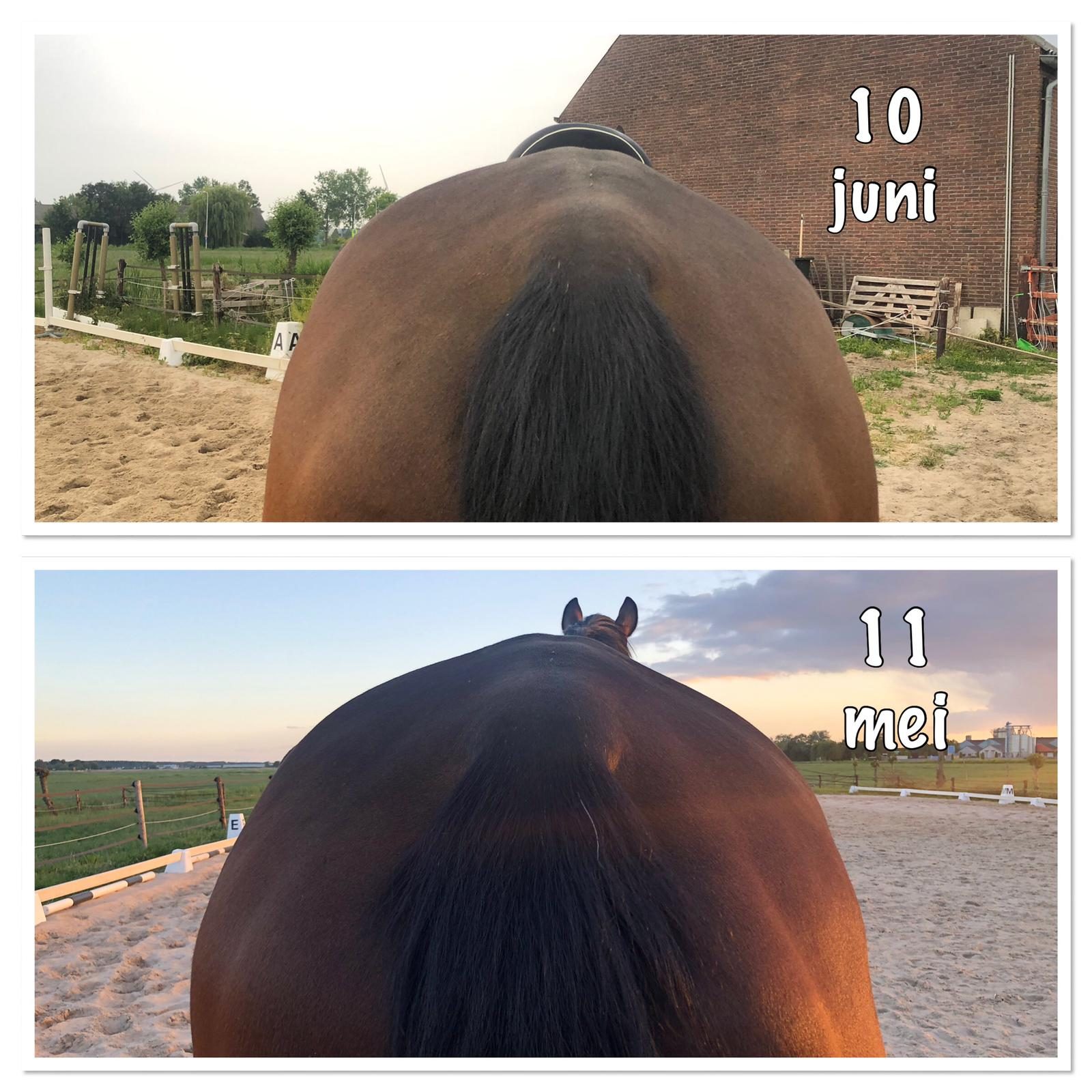 equibandverschilmaand equibandverschilmaand