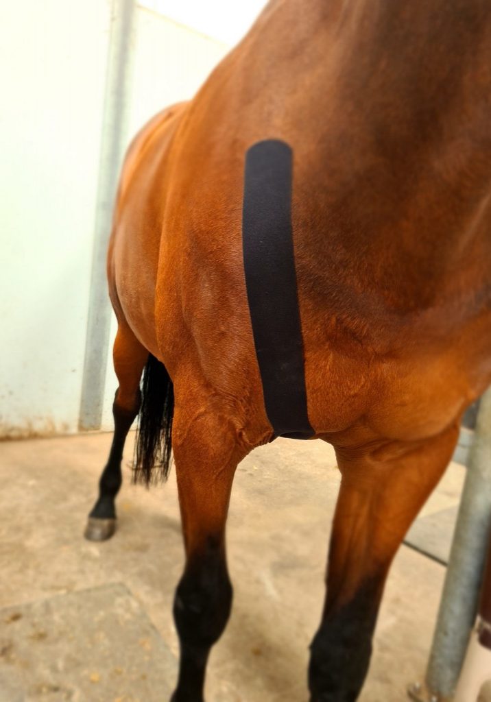 equinemedicaltaping