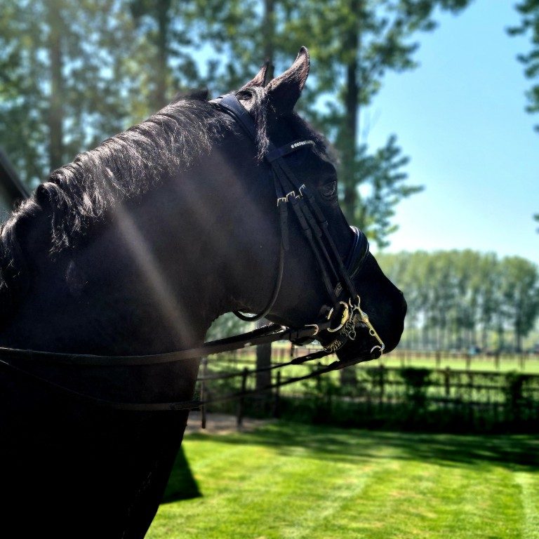hoofdstelfitting For Ferrero (stal van de Sande)